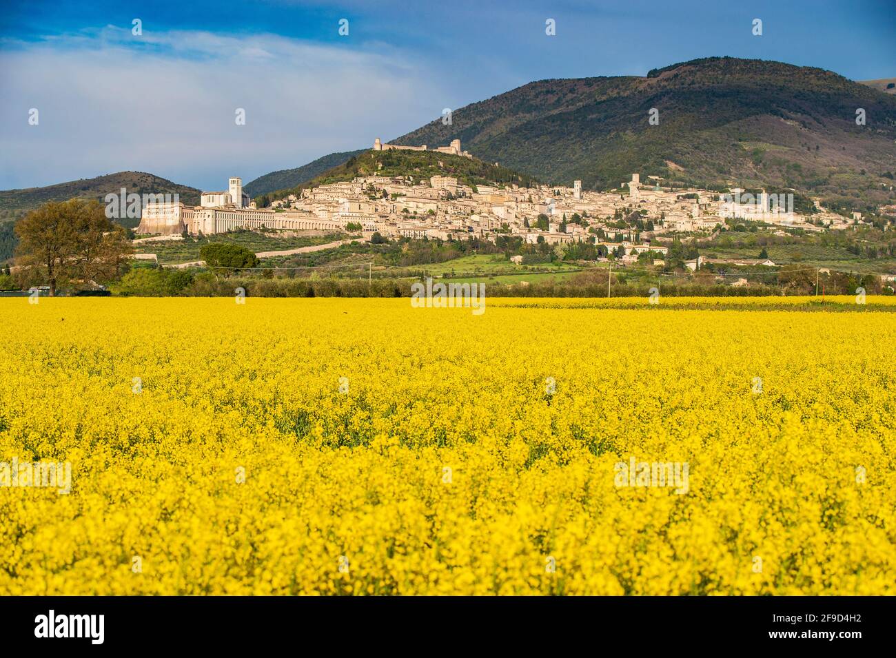 Panorama von Assisi, Perugia, Umbrien, Italien. Ein schönes und riesiges gelbes Rapsfeld mit dem schönen Panorama von Assisi im Frühling Stockfoto