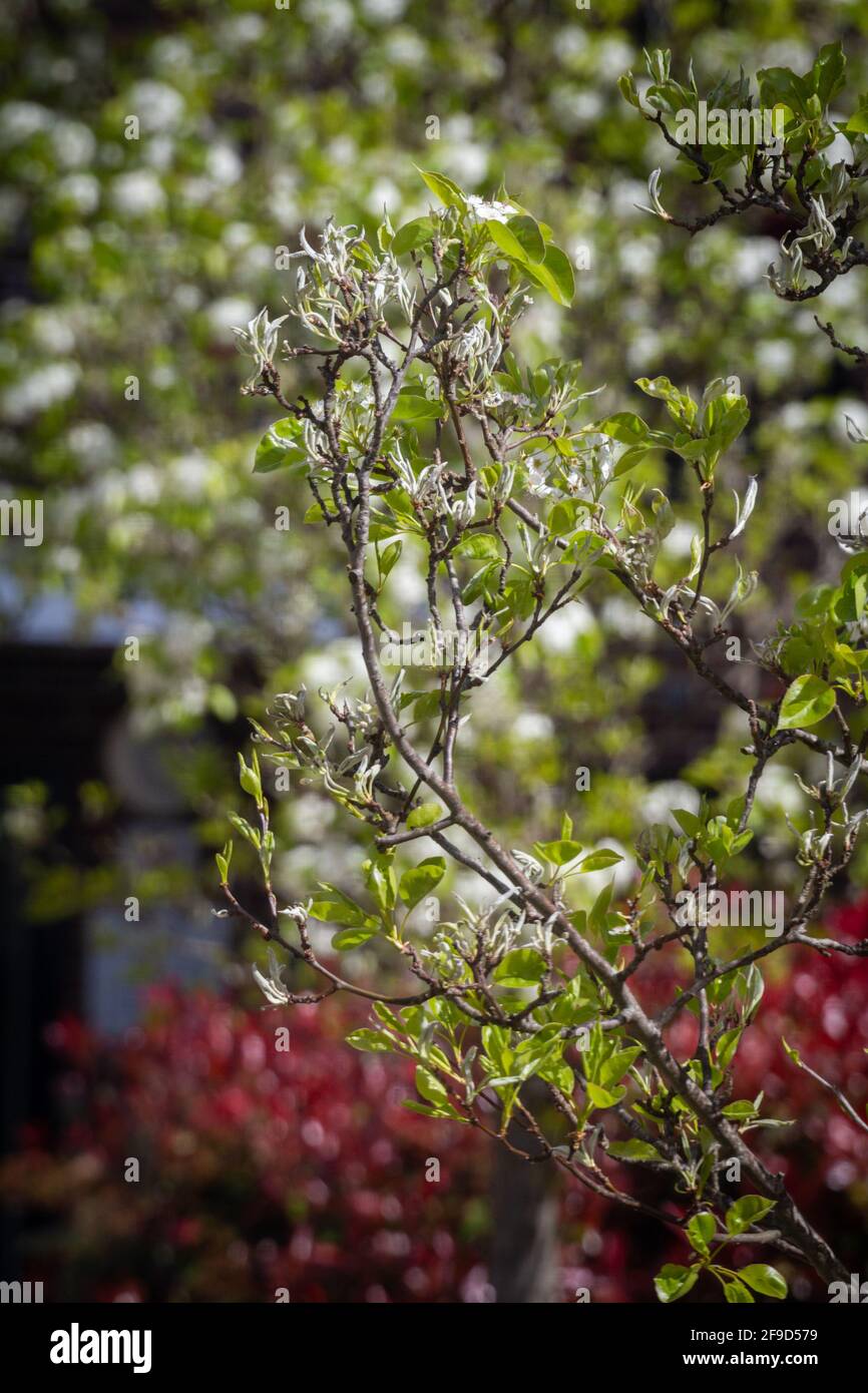 Nahaufnahme eines Baumzweiges mit weißen Blüten und Grün Blätter an einem sonnigen Tag mit einem anderen Baum in der Hintergrund Stockfoto