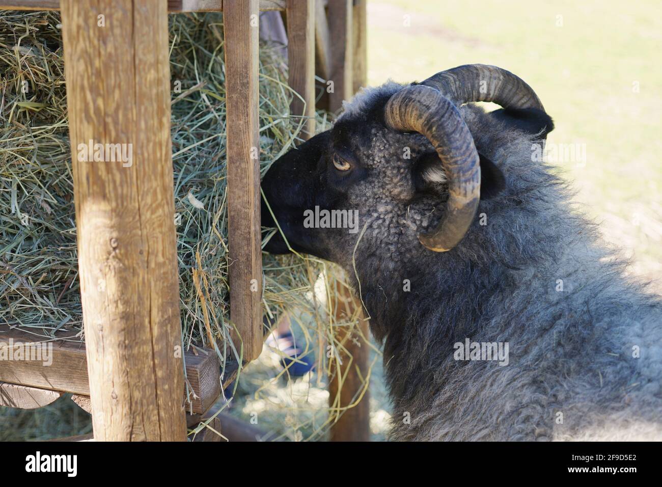 Schaf Essen Heu Stockfoto