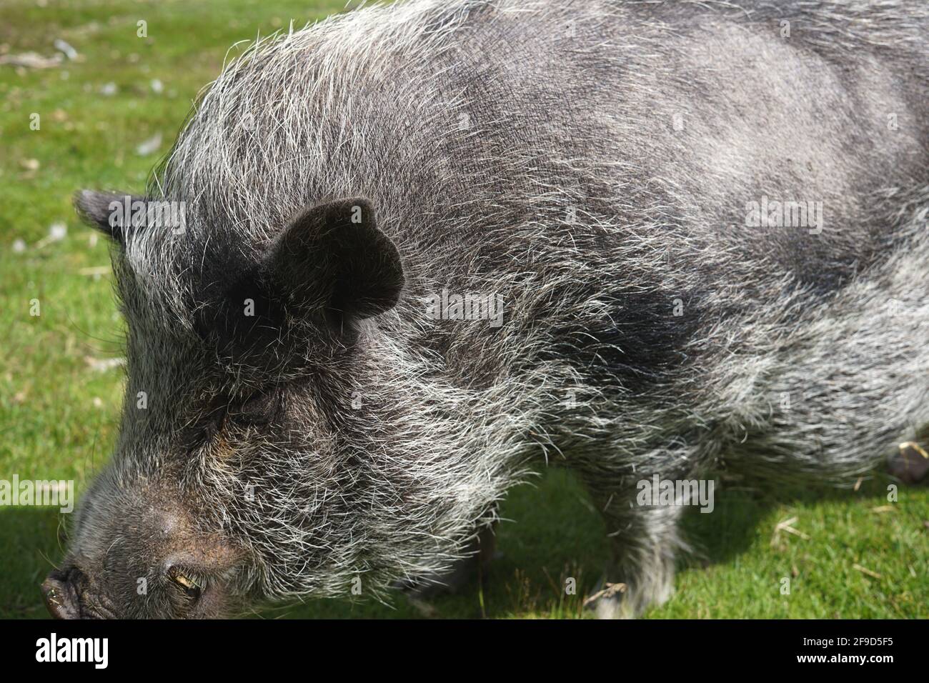 Ein wildes Schwein. Stockfoto