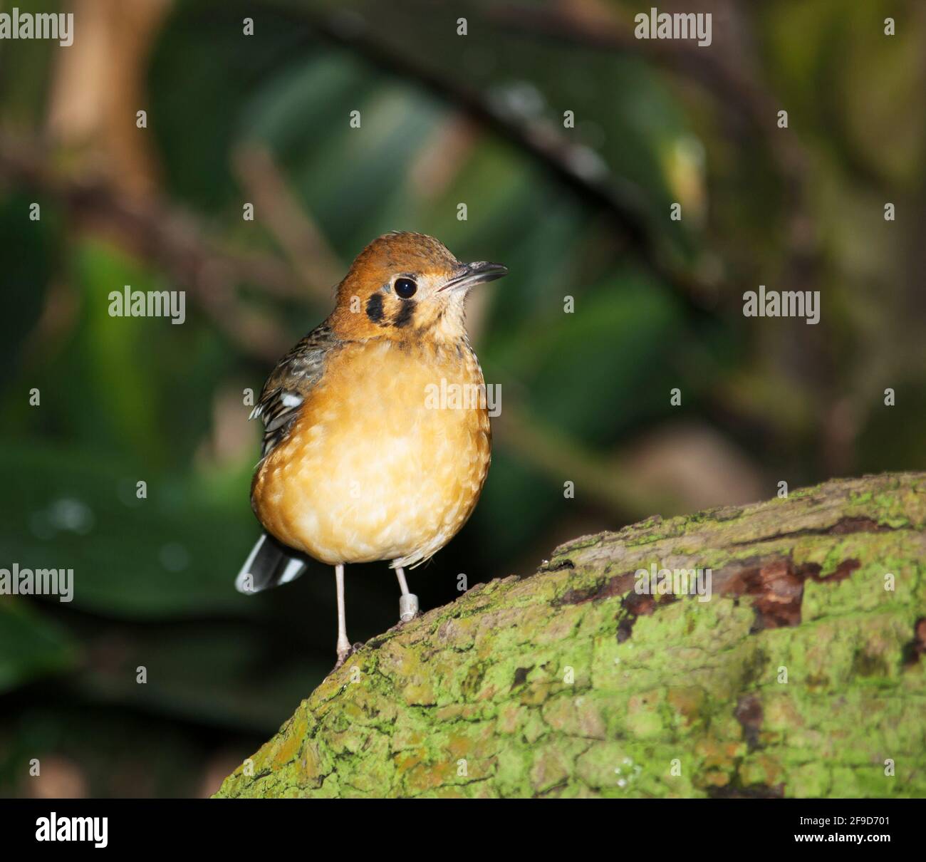 Rotschnabel-Leiothrix Pekin-Nachtigall Stockfoto