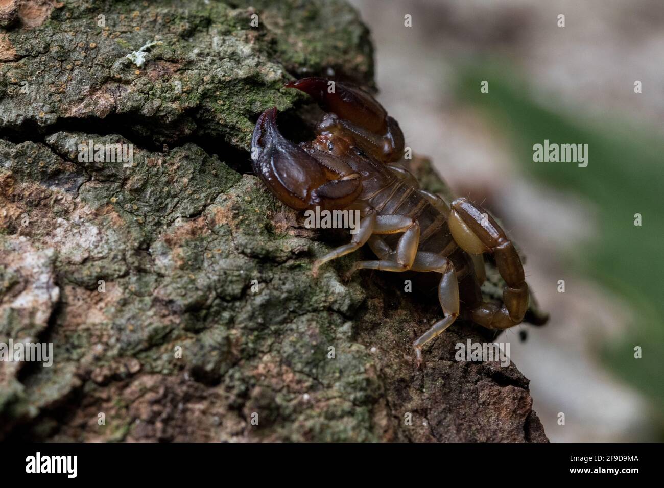 Der maltesische Skorpion Euscorpius sicanus, der auf einer Baumrinde nach Beute jagt. Nur Skorpion in Malta. Stockfoto