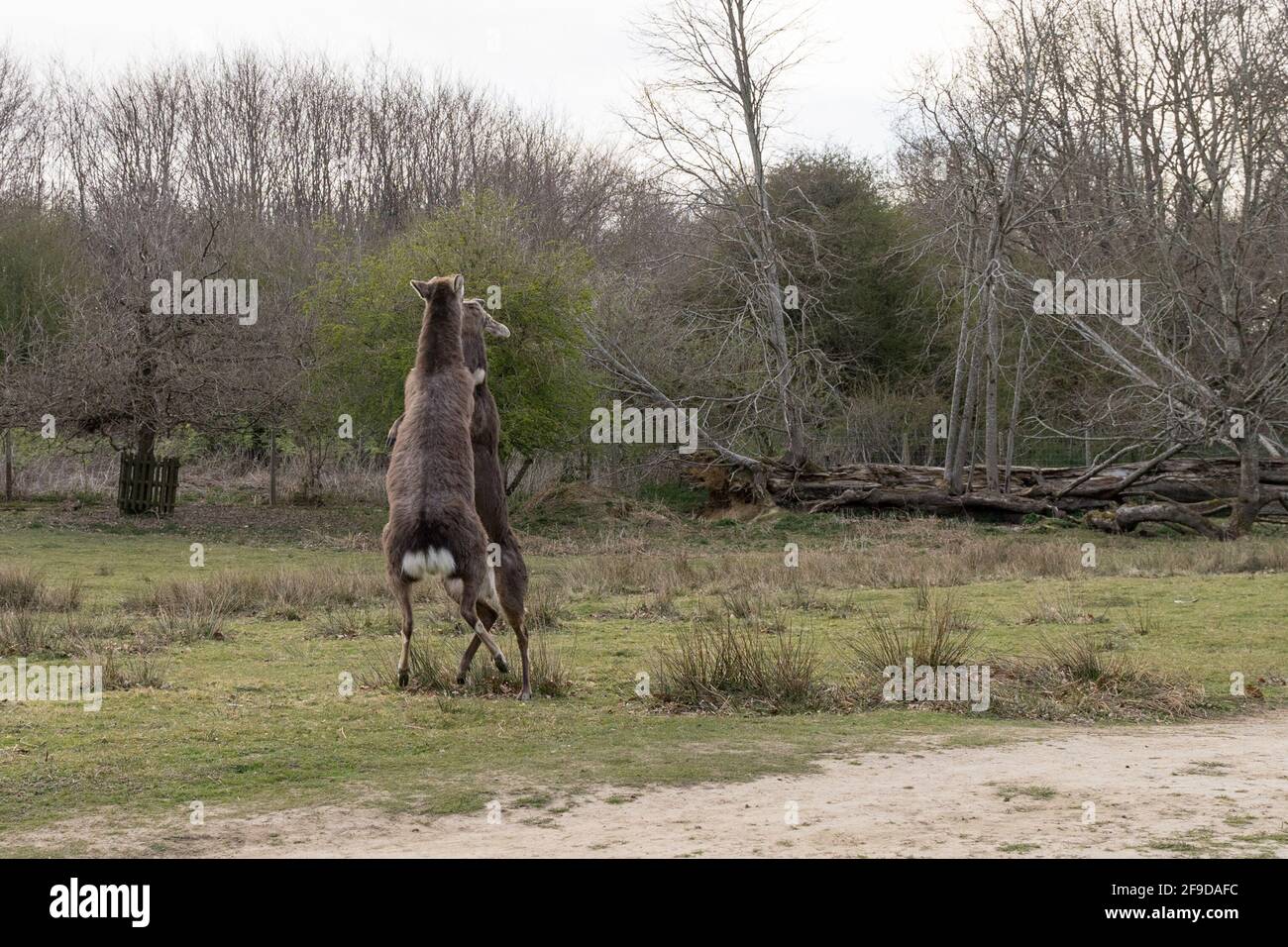 Zwei junge Hirsche stehen auf, um sich zu wehren, wer das Land der grünen Gräser bekommt, Knole, Kent, England, Großbritannien Stockfoto