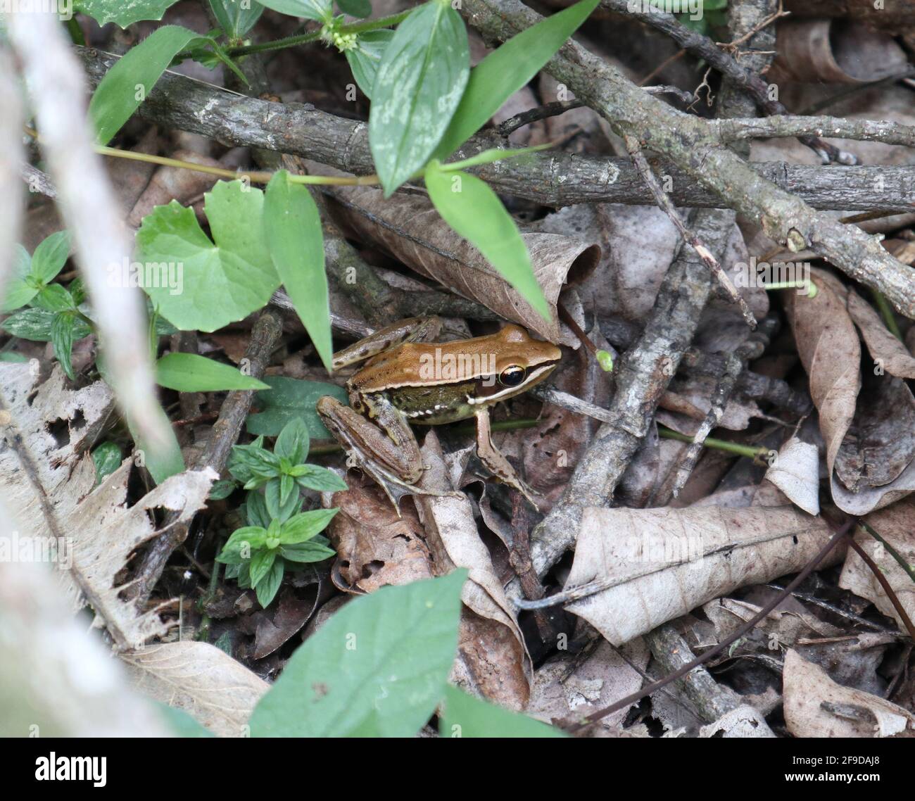 Ein gewöhnlicher grüner Frosch oder grüner Reisfrosch auf einem Haufen trockener Blätter auf Bodenhöhe des Waldes Stockfoto