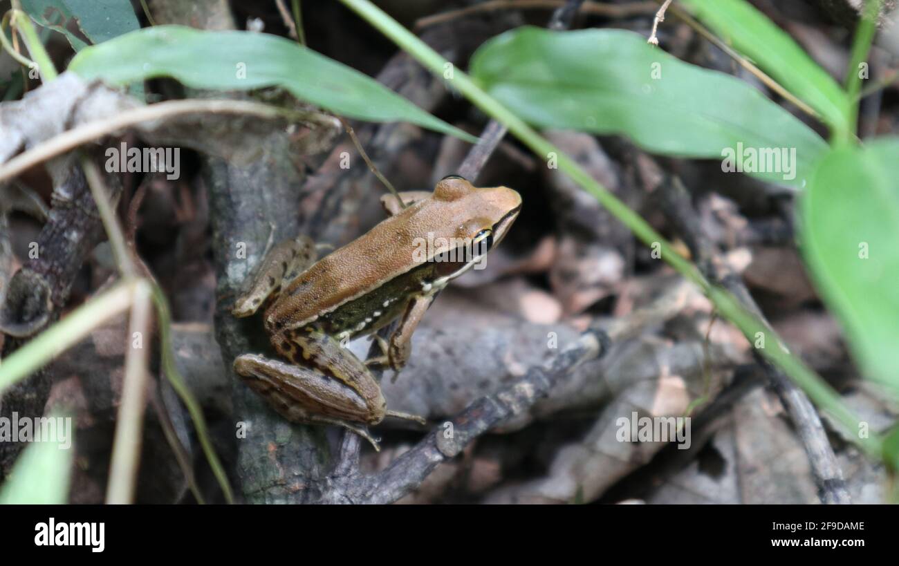 Nahaufnahme eines grünen Frosches oder grünen Reisens Frosch auf einem trockenen Stock auf Bodenhöhe des Wald Stockfoto