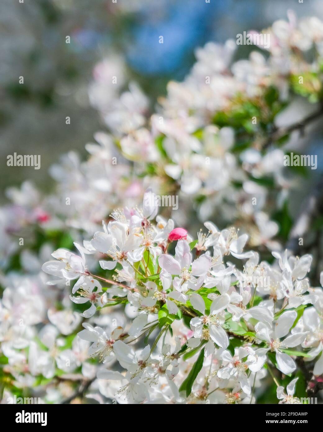 Nahaufnahme der weißen Blüten des Malus X Zumi var. Calocarpa-Rotkenkrabellbaum, eine Zierpflanze, die oft in Wichita, Kansas, auf dem richtigen Weg gepflanzt wird. USA. Stockfoto