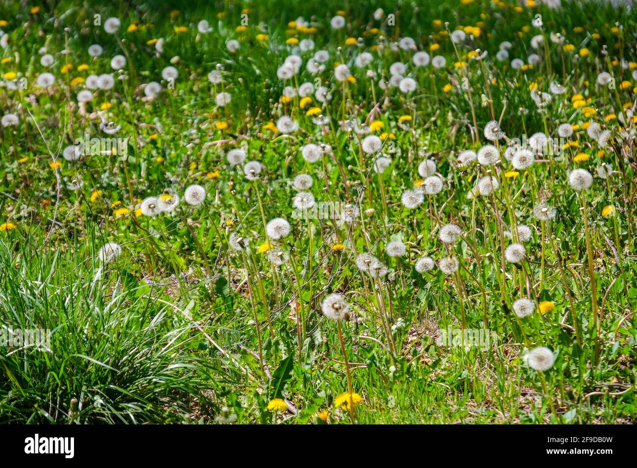 Gewöhnliche Dandelionen, die essbaren Blüten und Sämeköpfe, T officinale, im Frühling. Kansas, USA. Stockfoto