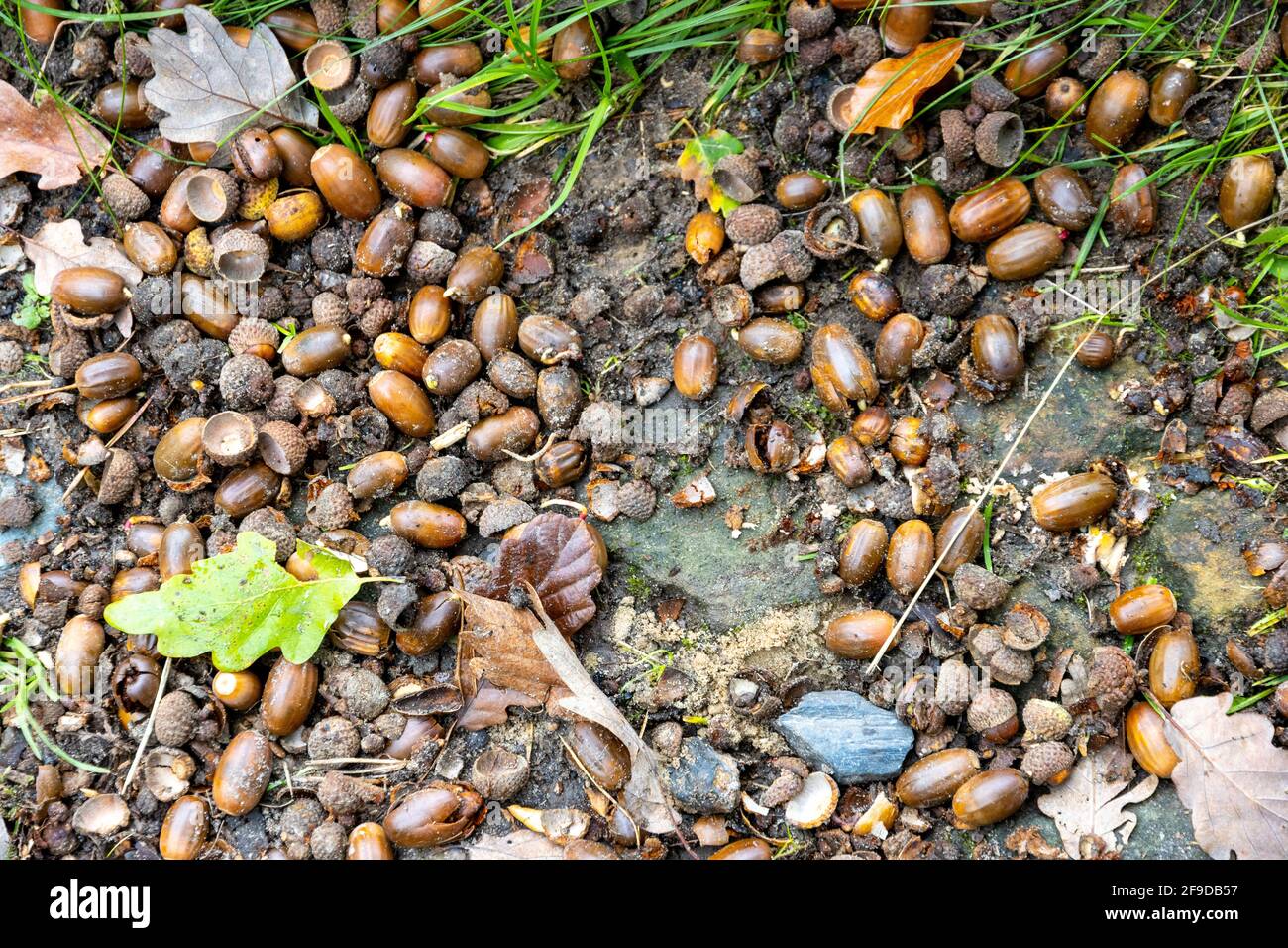 Ahornbäume mit einigen Blättern auf dem Boden im Herbst Stockfoto