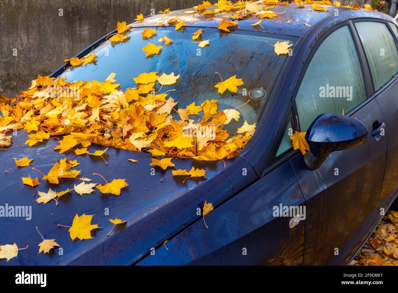Im Herbst viele Blätter auf einem Auto Stockfoto