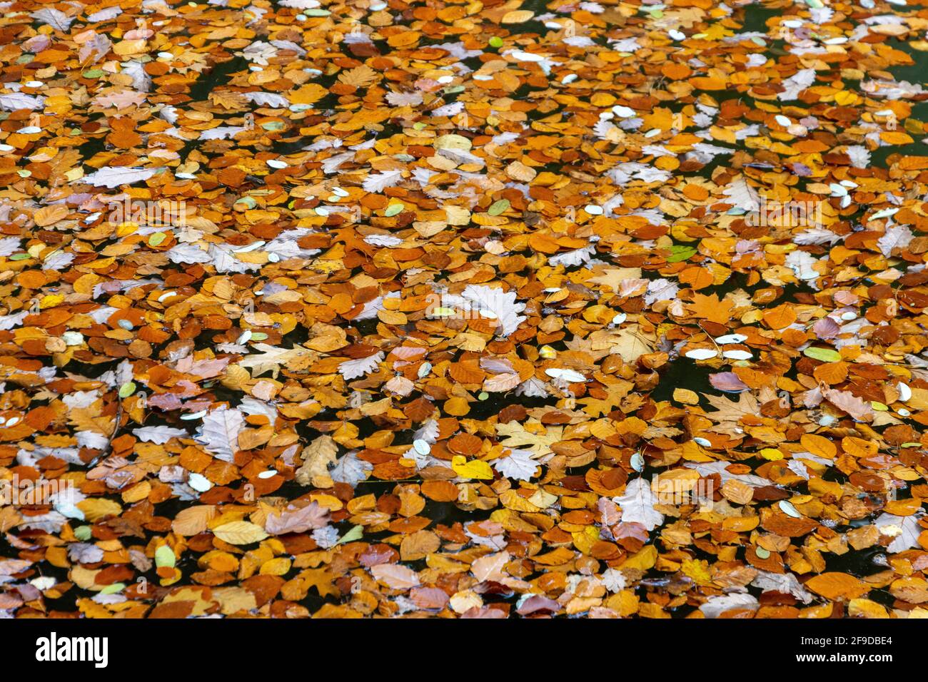 Bunte Blätter im Herbst im Wasser Stockfoto