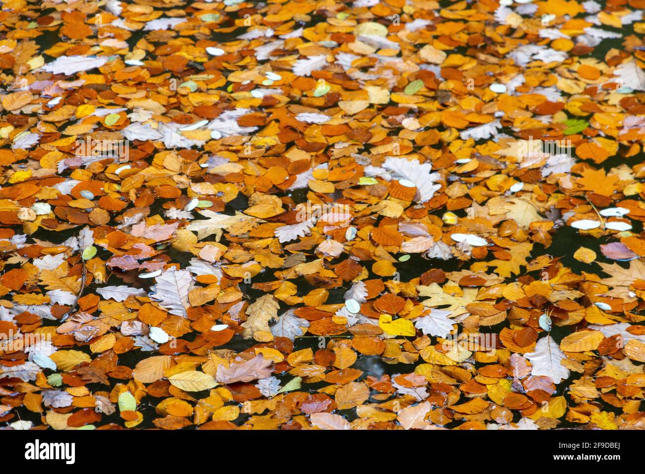 Bunte Blätter im Herbst im Wasser Stockfoto