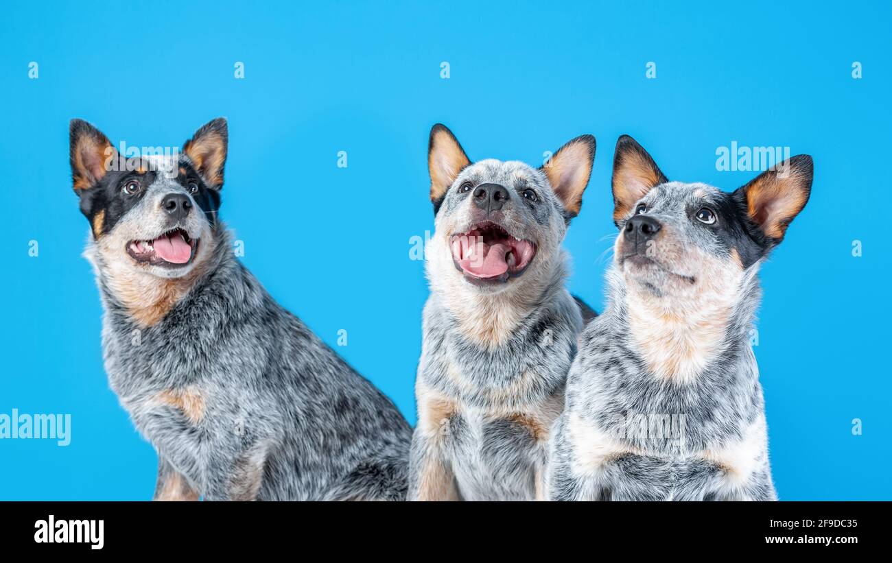 Drei niedliche Welpen von blauem Heeler oder australischem Rinderhund Sitzt auf blauem Hintergrund Stockfoto
