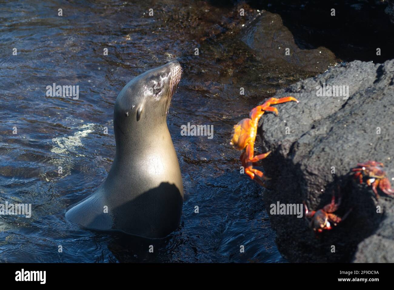 Seelöwe in einem Gezeitenbecken bei einer Sally Lightfoot Krabbe in Punta Espinoza, Fernandina Island, Galapagos, Ecuador Stockfoto