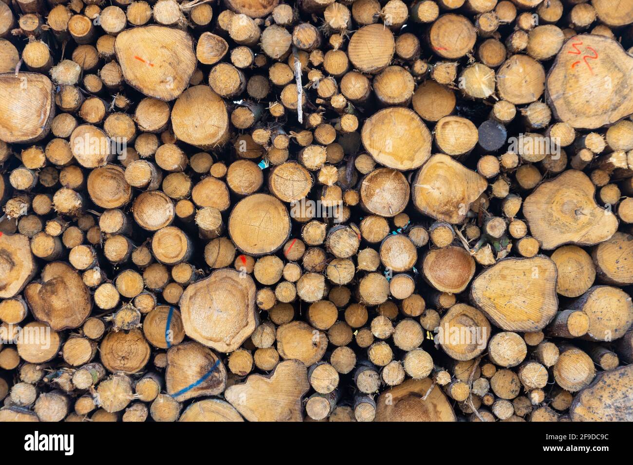 Frisch geschnittes Holz in einem Grundnahrungsmittel draußen Stockfoto