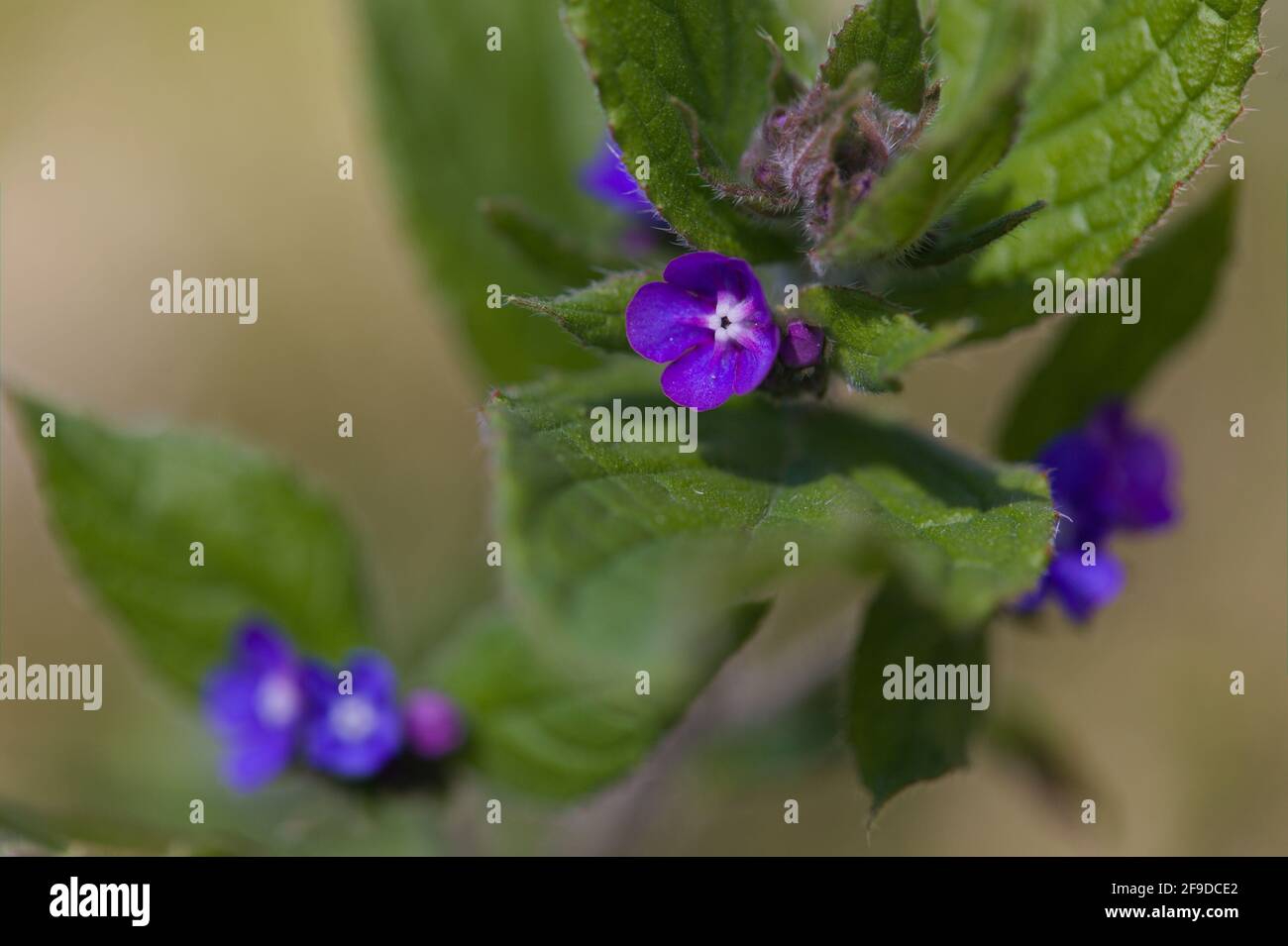Naturkonzept - Blick auf Evergreen Bugloss / Pentaglottis sempervirens Wächst im Frühjahr Stockfoto