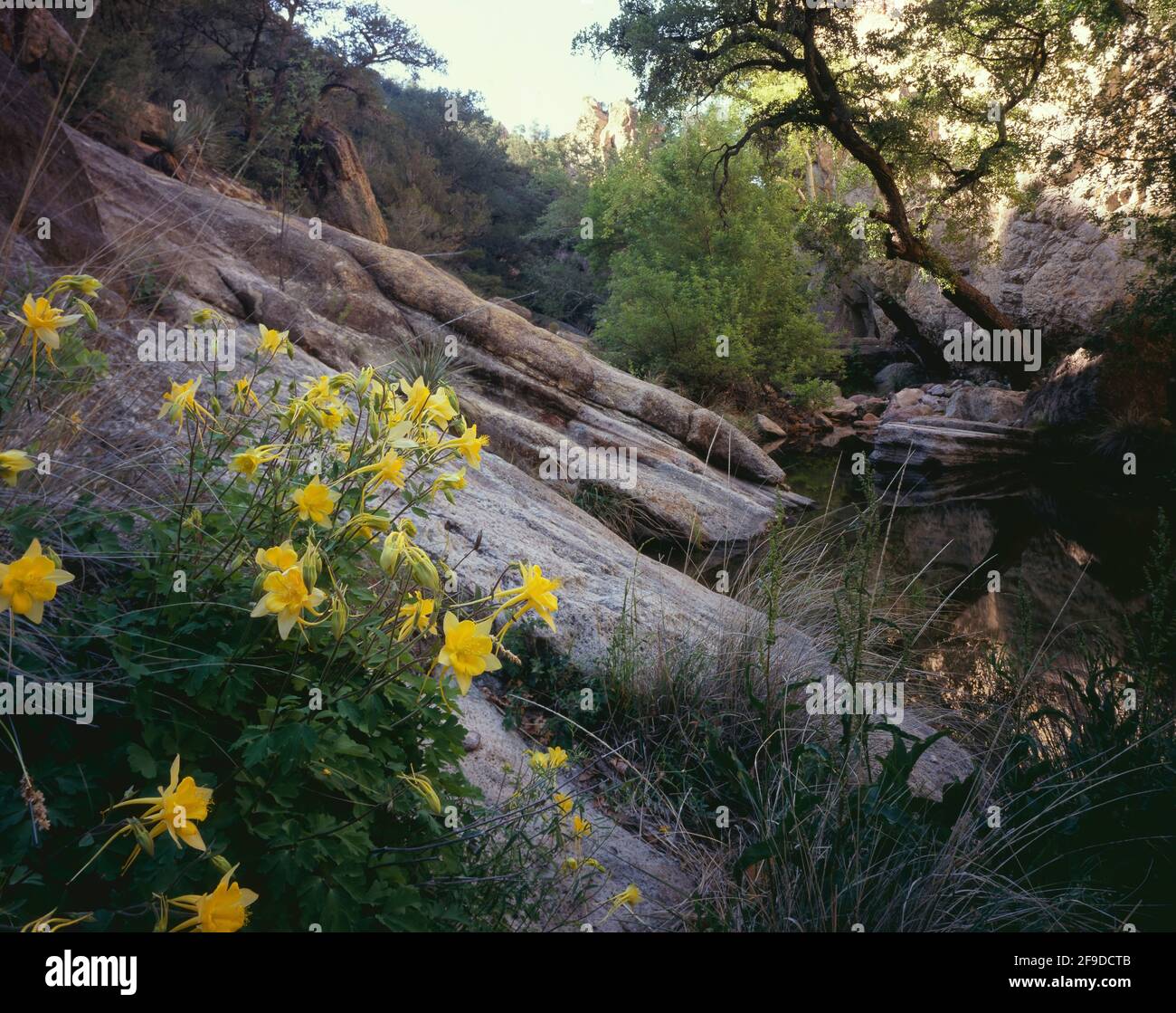 Coronado NF Santa Cruz Co AZ / APRIL Yellow Columbine ziert einen ruhigen Pool am südlichen Ende des Little Tinaja Canyon im Sycamore Canyon. Zugriff Stockfoto