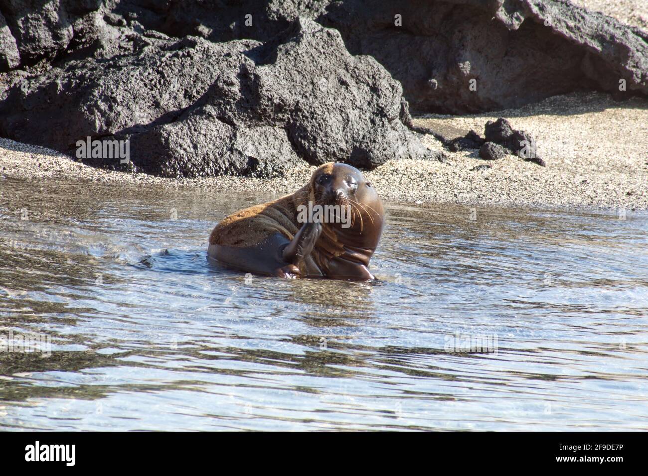 Seelöwe kratzt sich am Strand von Punta Espinoza, Fernandina Island, Galapagos, Ecuador Stockfoto