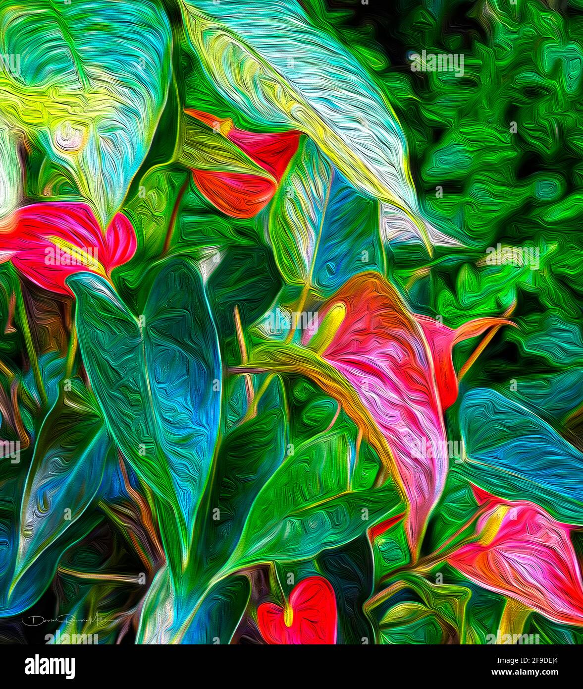 Dies ist ein wunderschönes, hochwertiges Kunstwerk aus Anthurien, das in einem tropischen Garten wächst. Die Abmessungen betragen 28.444 Zoll (72.25 cm) x 16.625 Zoll (42.23 cm). Der Stockfoto