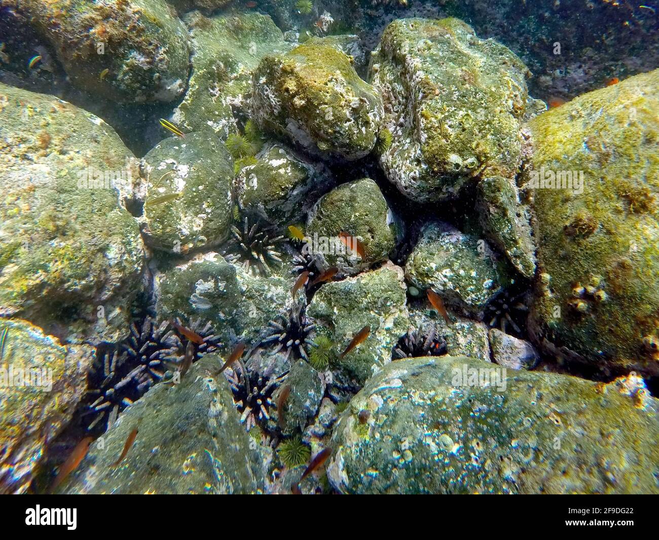 Kleiner Orangenfisch, der über Bleistifteigel in Punta Cormorant, Insel Floreana, Galapagos, Ecuador, schwimmt Stockfoto