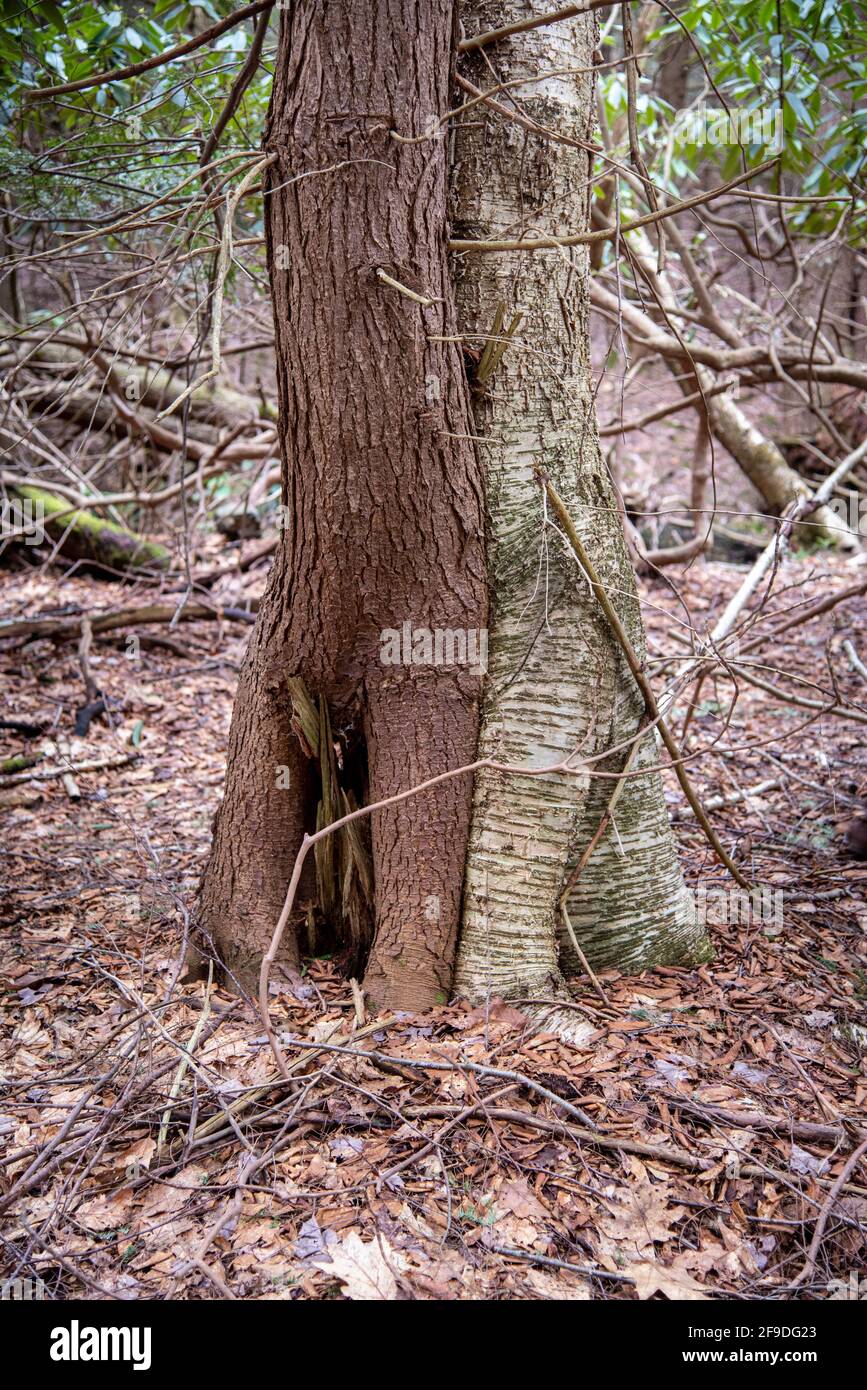 Vom Wald erzählte Lektionen aus dem Leben. Stockfoto