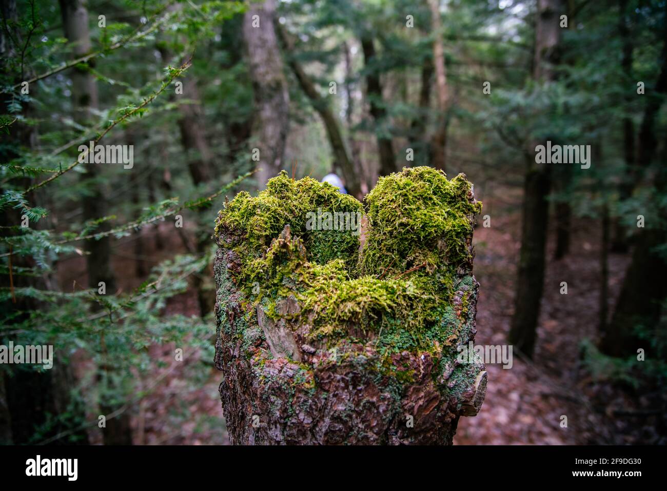 An der Spitze eines abgeschnallten Baumes bildet sich ein Mikrolebensraum Kofferraum Stockfoto