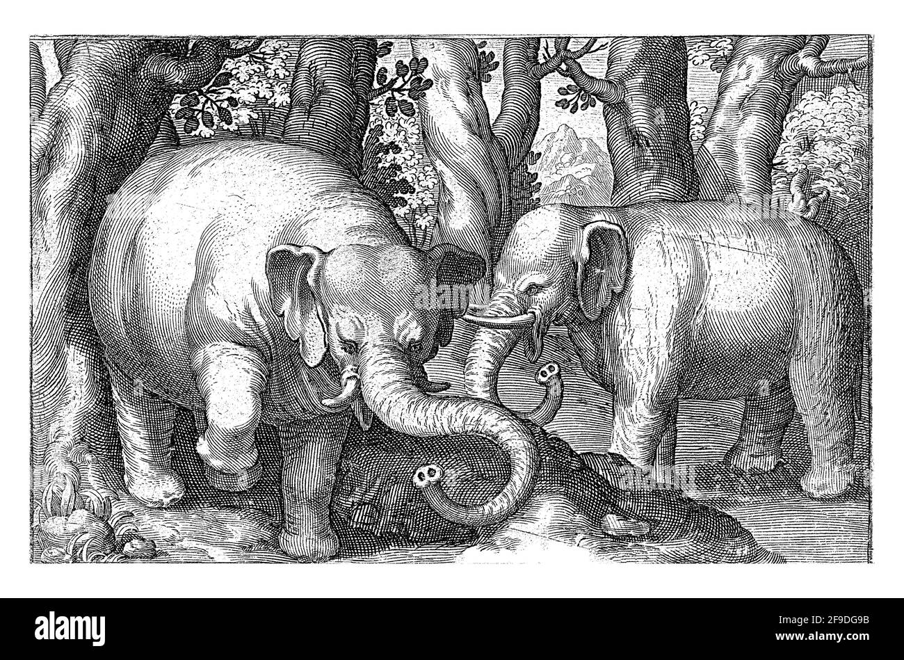 Zwei Elefanten, Nicolaes de Bruyn, 1594 Stockfoto