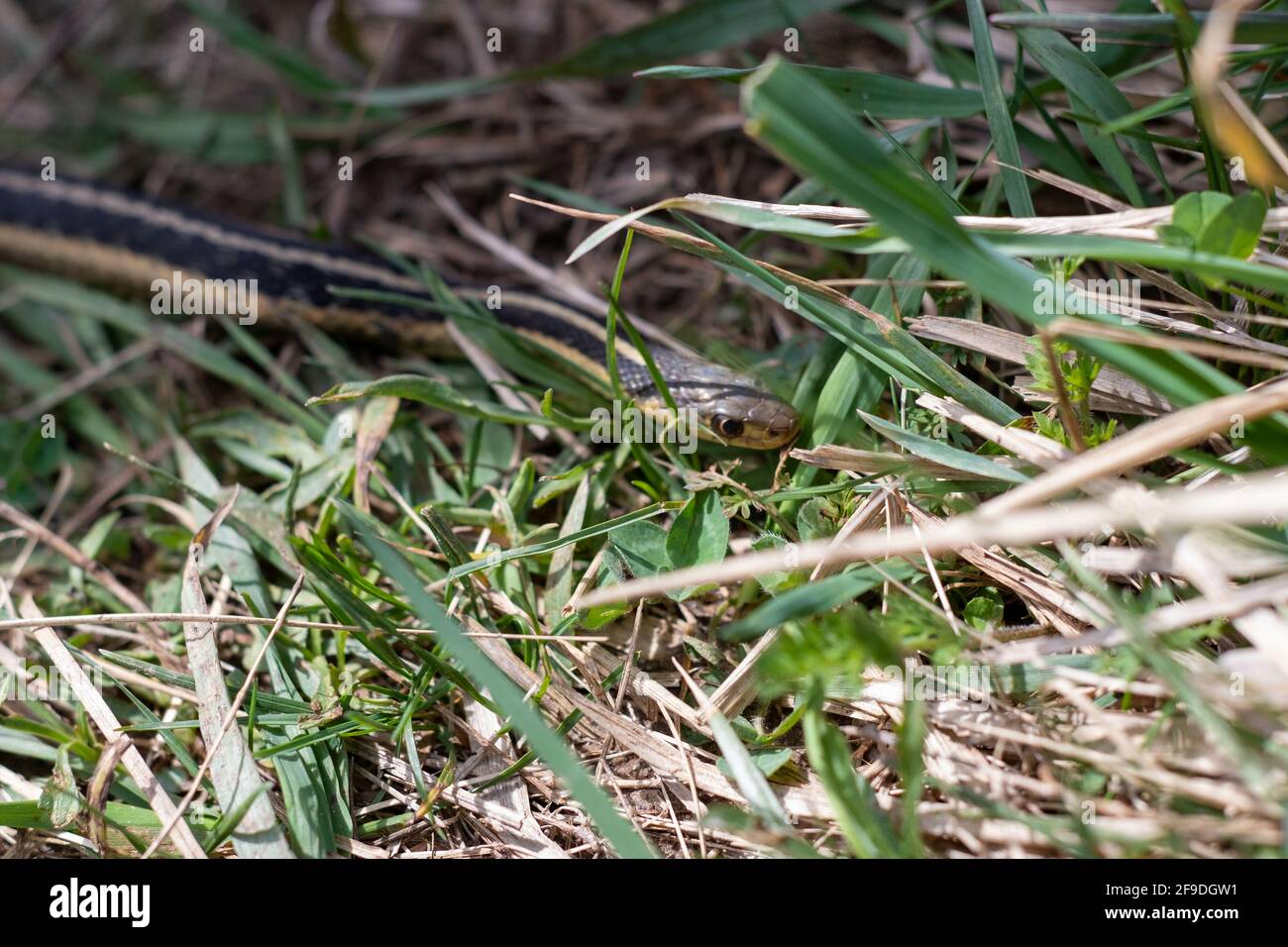 Eine Schlange, die in einem Wald auf dem Boden rutscht, umgeben von hohen Blättern von Pflanzen und Stäben Stockfoto