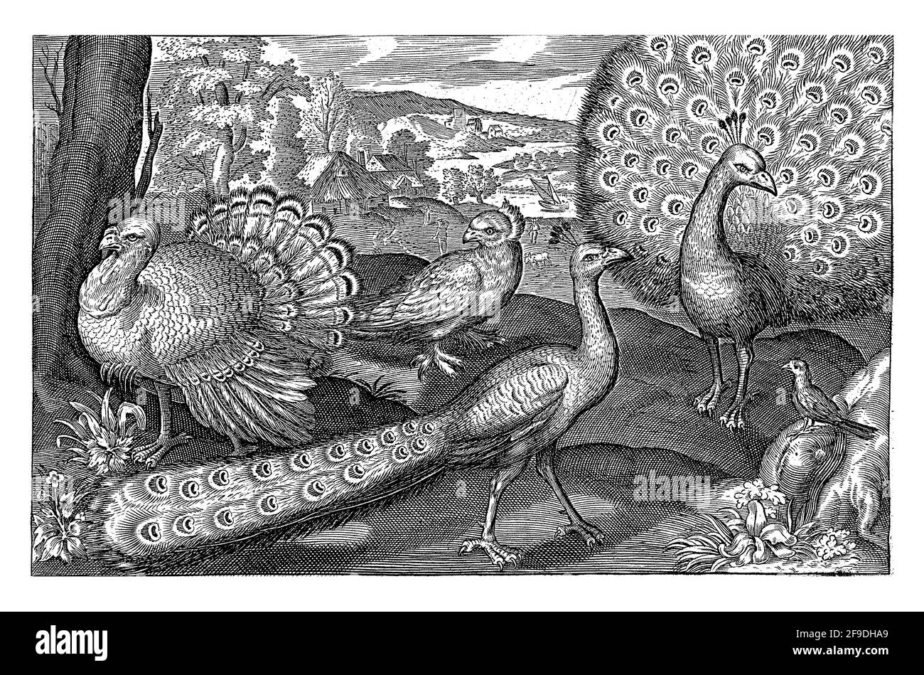 Fünf Vögel, darunter Löffler, Nicolaes de Bruyn Stockfoto