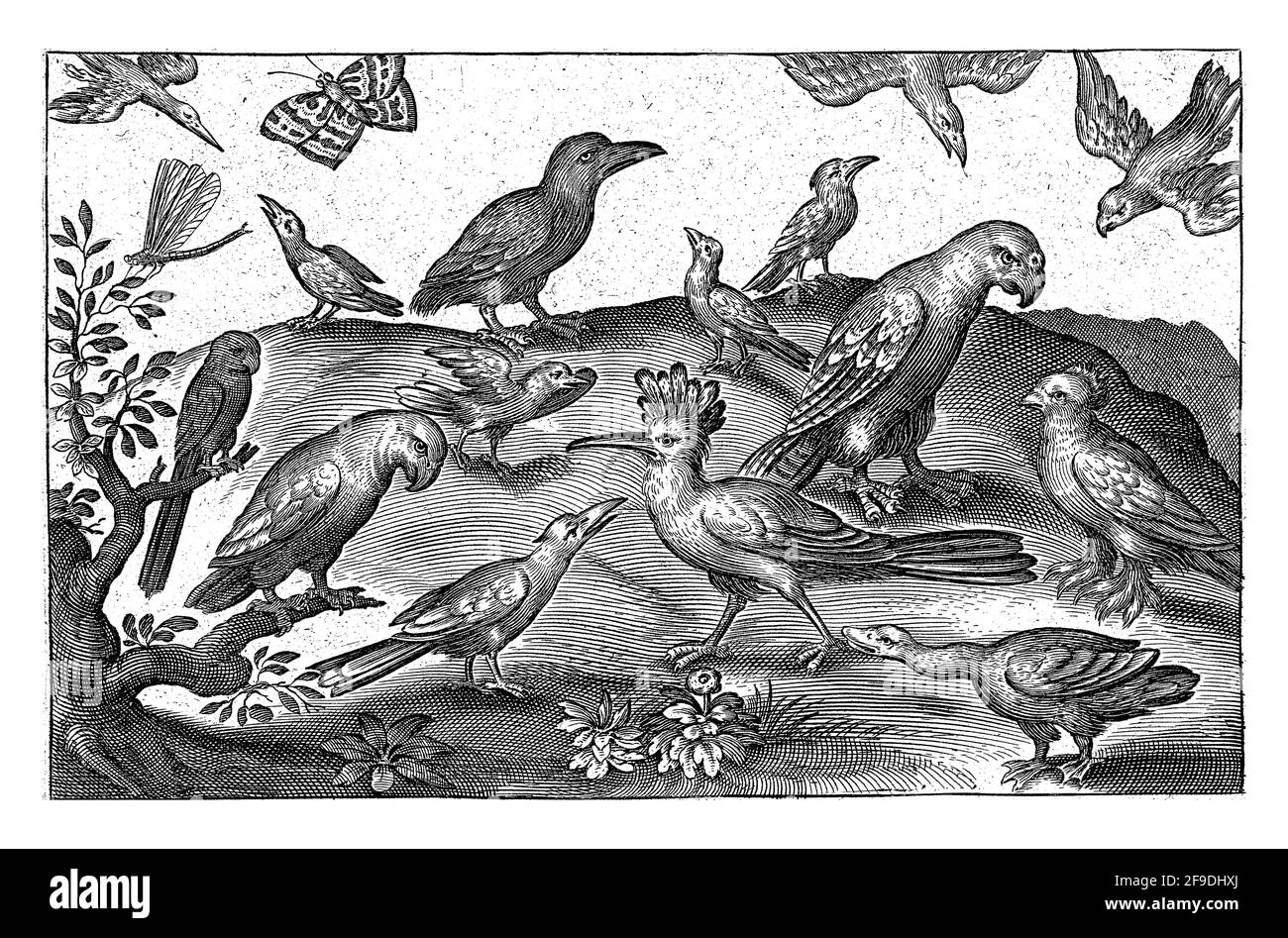 Wiedehopf und andere Vögel, Nicolaes de Bruyn Stockfoto