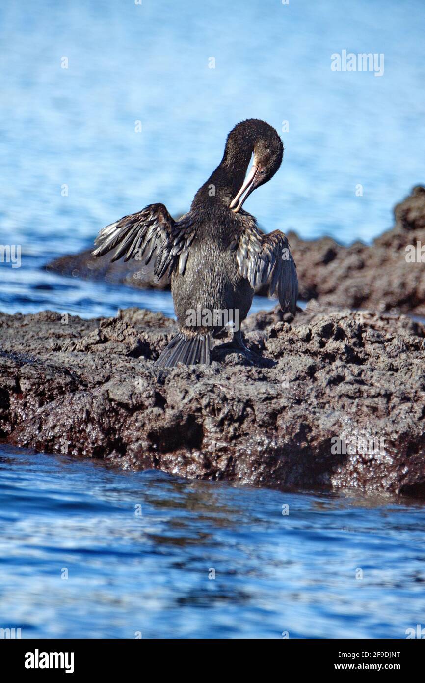Flightless cormorant (Phalacrocorax harrisi) preening in Punta Morena, Isabela Island, Galapagos, Ecuador Stockfoto