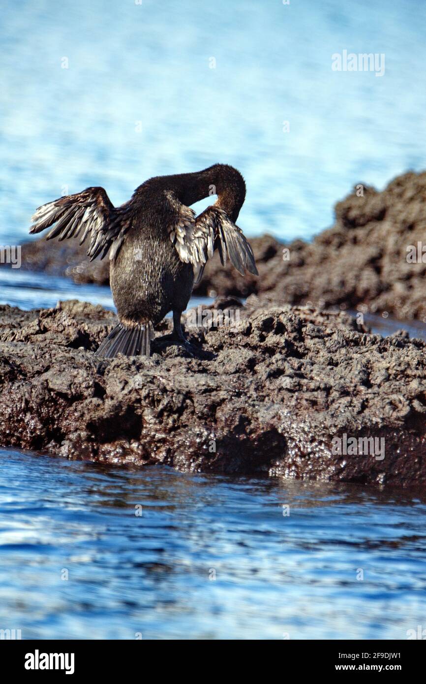 Flightless cormorant (Phalacrocorax harrisi) preening in Punta Morena, Isabela Island, Galapagos, Ecuador Stockfoto