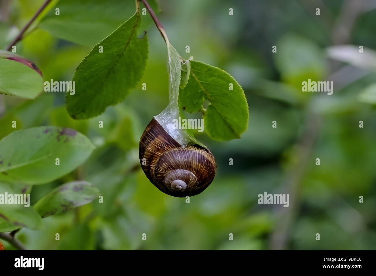 Kleinere gebänderte Schnecke oder Weißlippengardensnagel oder Gartenschnecke - Cepaea - im Sommer auf dem Blatt eines Busches, Bayern, Deutschland Stockfoto