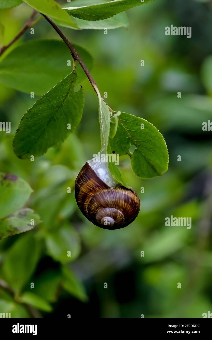 Kleinere gebänderte Schnecke oder Weißlippengardensnagel oder Gartenschnecke - Cepaea - im Sommer auf dem Blatt eines Busches, Bayern, Deutschland Stockfoto