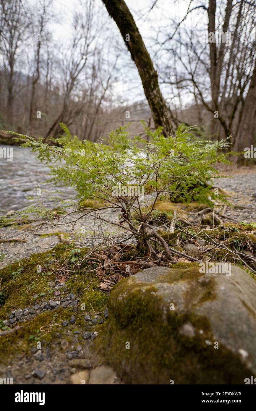 Kleiner immergrüner Baum am Rande eines Flusses Stockfoto