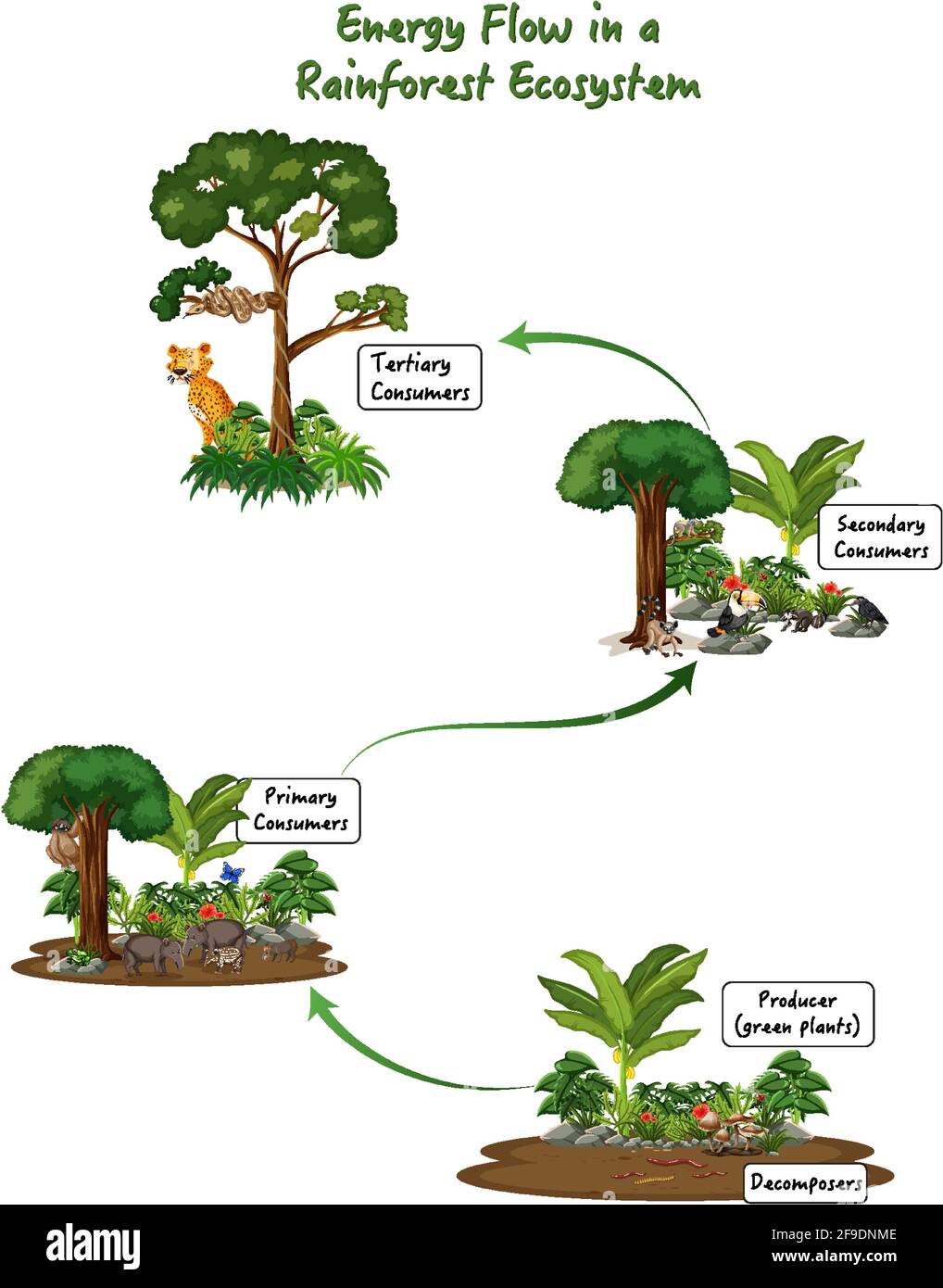 Energiefluss in einem Regenwald Ökosystem Diagramm Illustration Stock