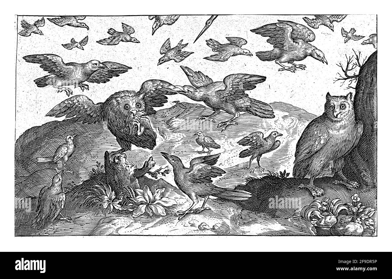 Eule, die von anderen Vögeln, Nicolaes de Bruyn, verprebt wird Stockfoto