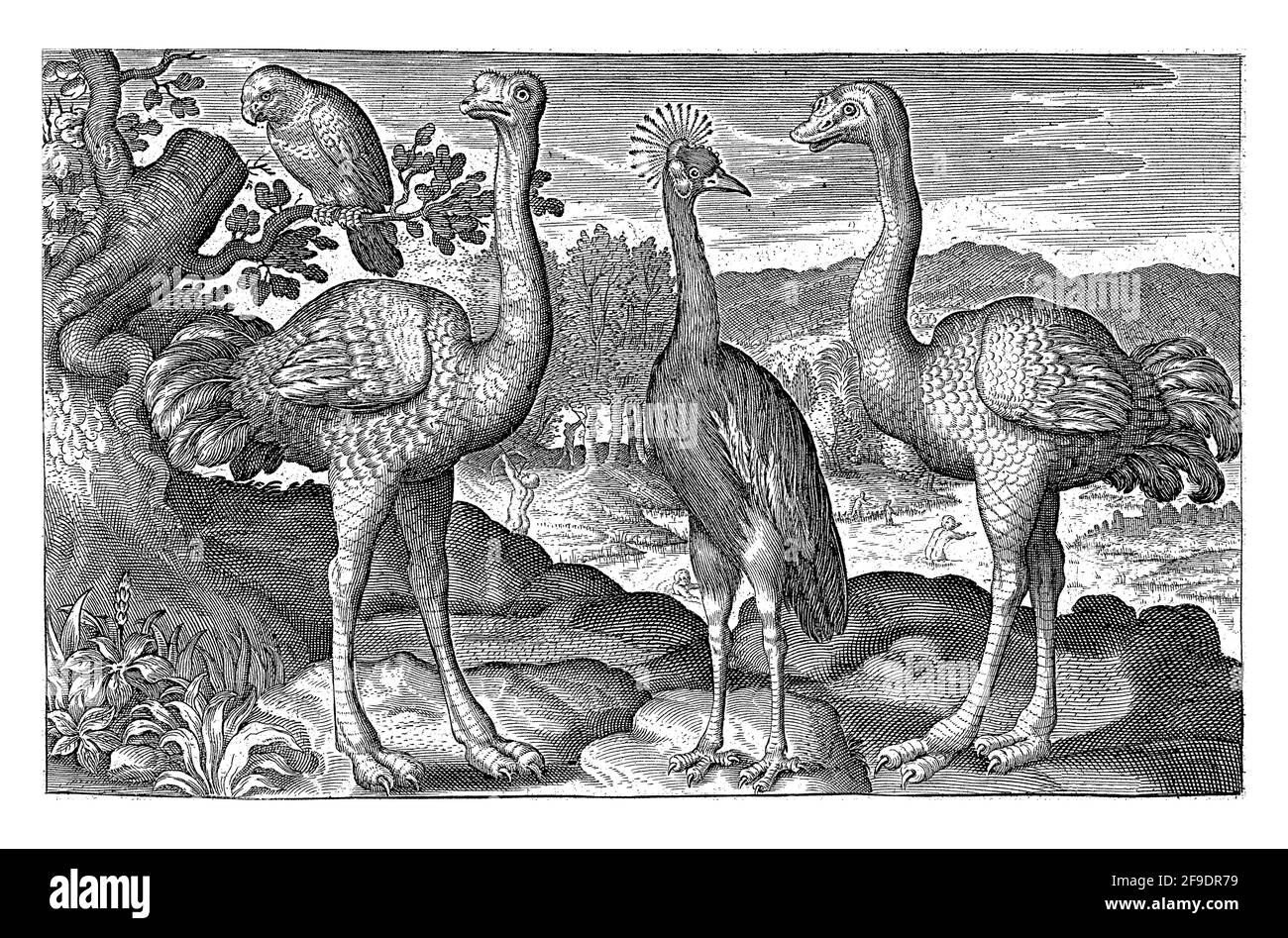 Gekrönter Kranich zwischen zwei Straußen, Nicolaes de Bruyn Stockfoto