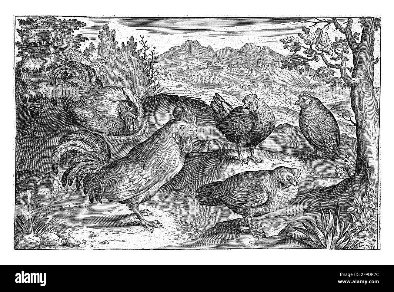 Drei Hühner und zwei Hahn, Nicolaes de Bruyn Stockfoto