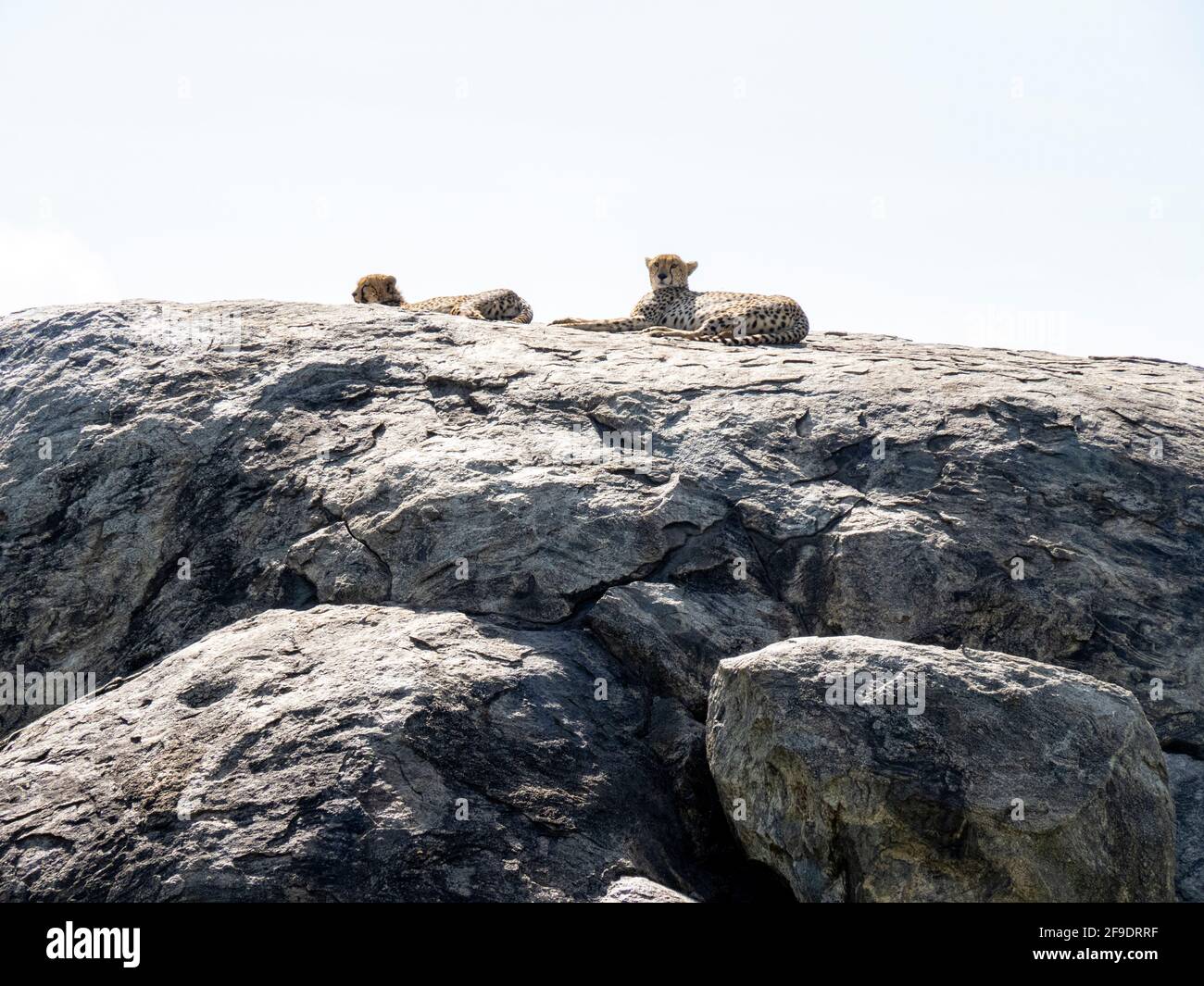Serengeti-Nationalpark, Tansania, Afrika - 1. März 2020: Leoparden, die auf einem Felsen in der Sonne ruhen Stockfoto