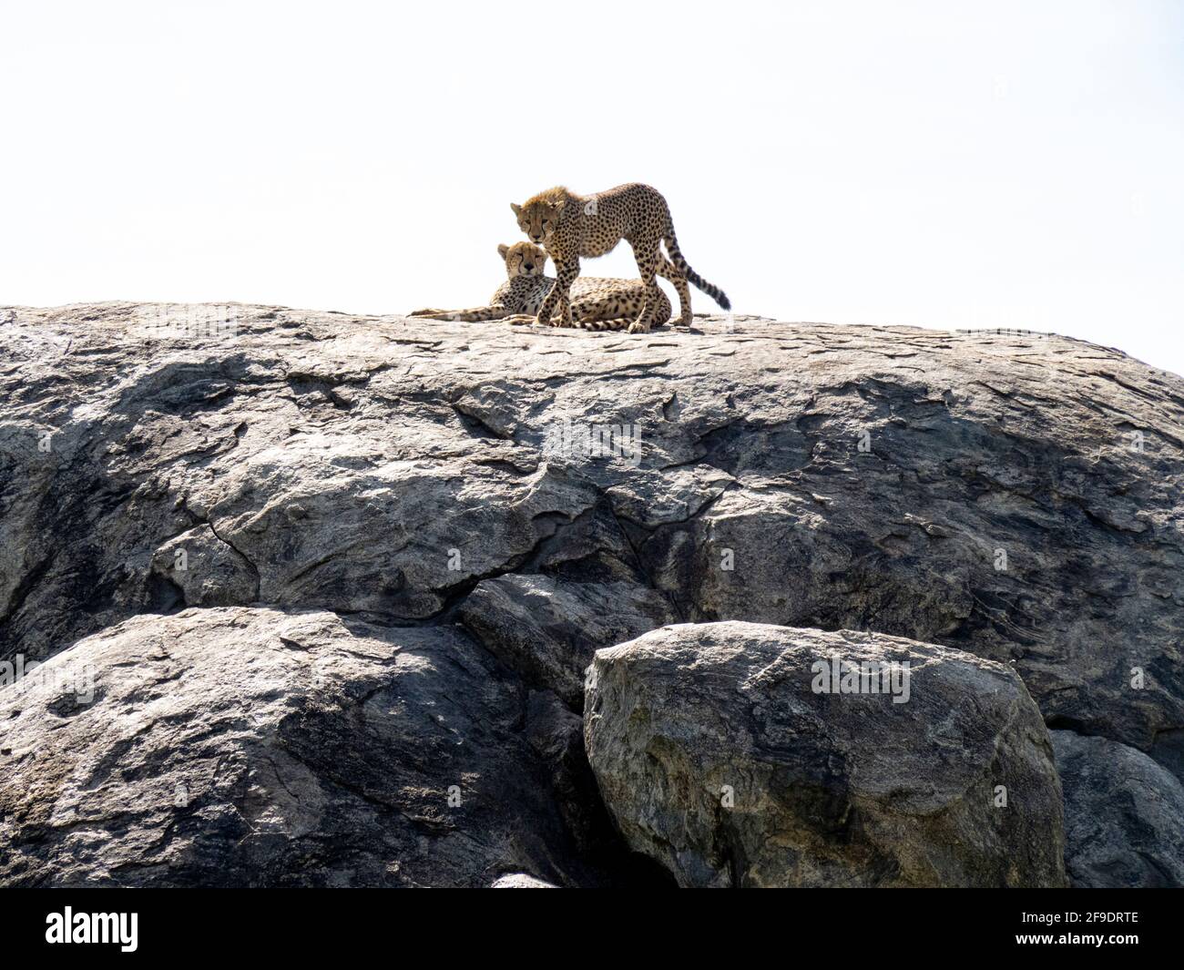 Serengeti-Nationalpark, Tansania, Afrika - 1. März 2020: Leoparden, die auf einem Felsen in der Sonne ruhen Stockfoto