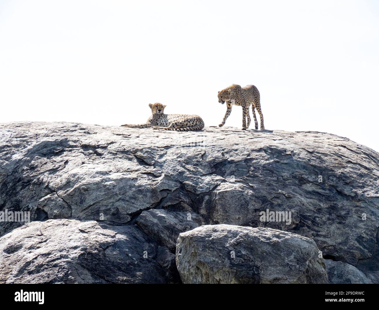 Serengeti-Nationalpark, Tansania, Afrika - 1. März 2020: Leoparden, die auf einem Felsen in der Sonne ruhen Stockfoto