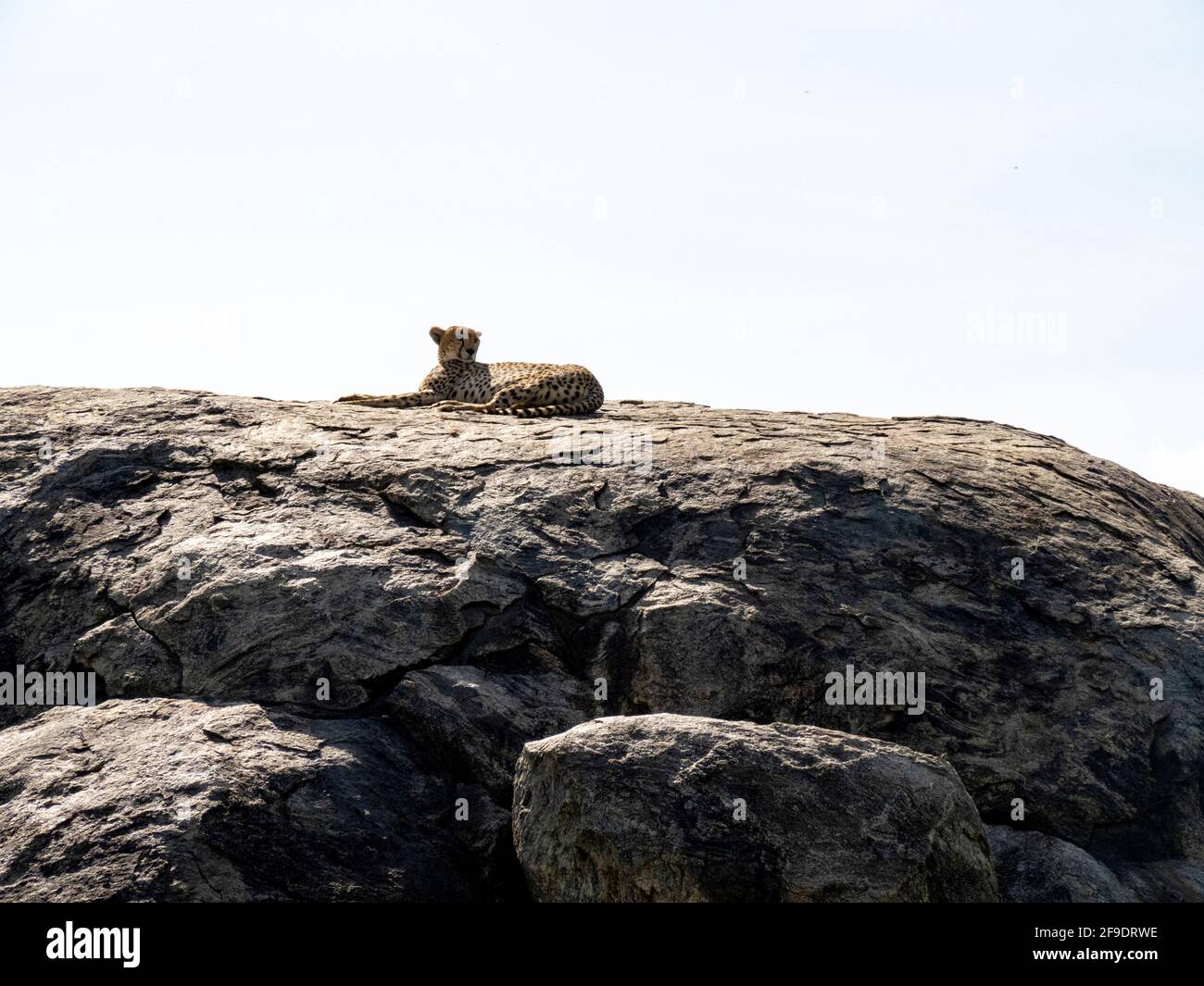 Serengeti-Nationalpark, Tansania, Afrika - 1. März 2020: Leoparden, die auf einem Felsen in der Sonne ruhen Stockfoto