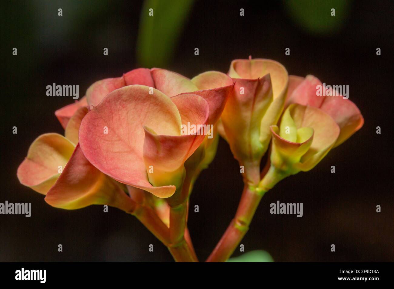 Euphorbia milii (Dornenkrone, Christuspflanze, Christusdorn) ist eine blühende Pflanze in der Familie der Euphorbiacia Stockfoto