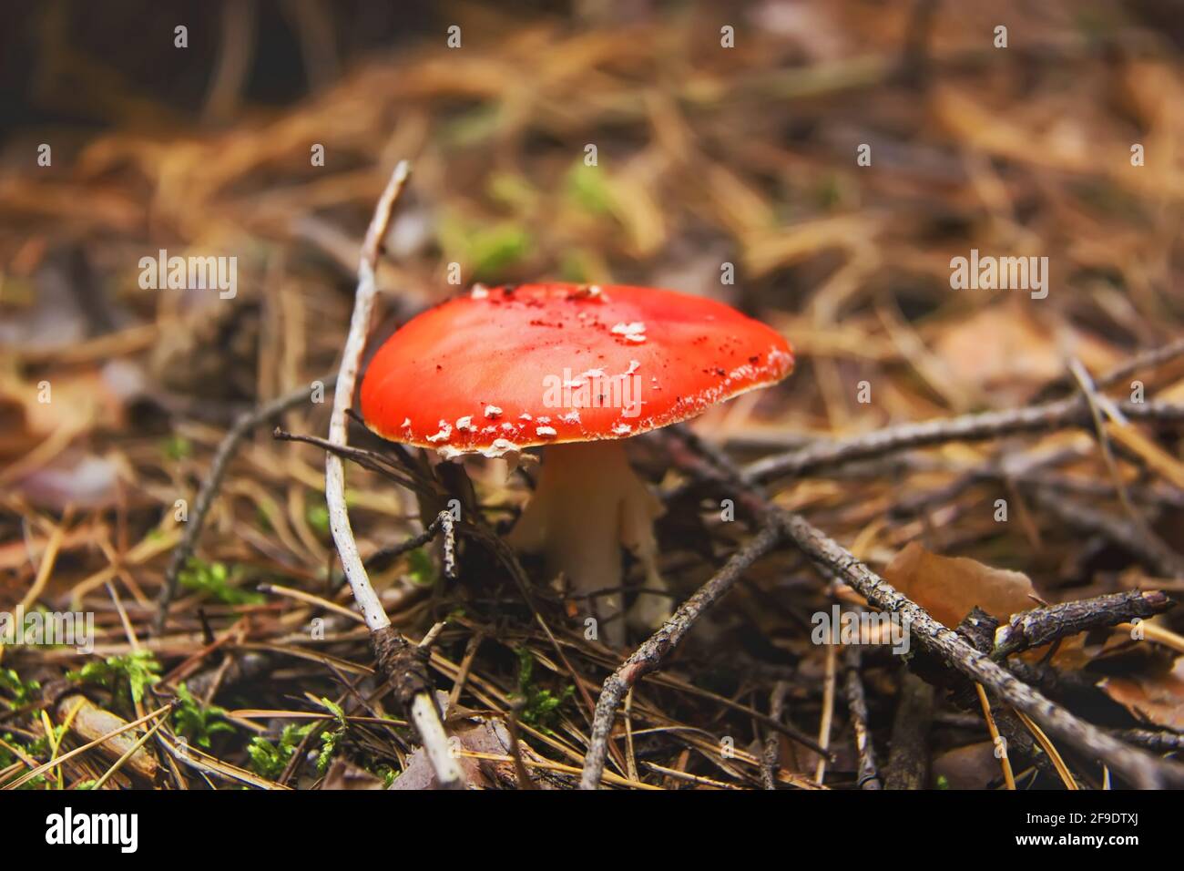 45+ Roter Pilz Im Garten, Was sie gegen rotspritzigkeit tun können
