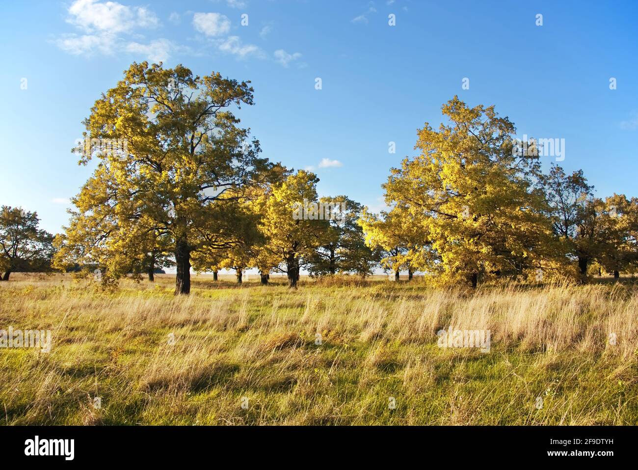 Kleiner Eichenhain in einem Feld gegen ein klares Blau Himmel Stockfoto