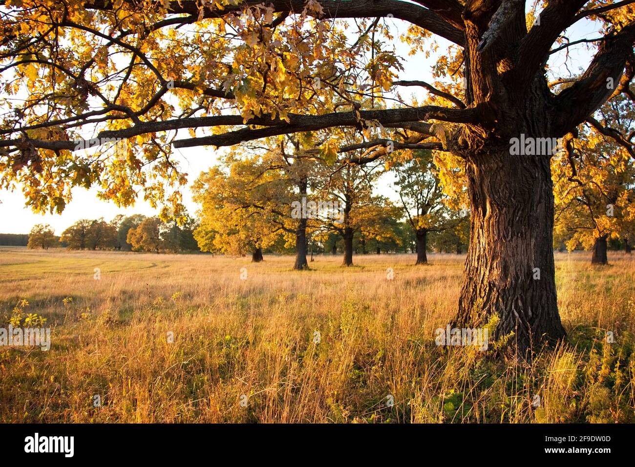 Große alte Eiche in einem Eichenwald im Herbst Stockfoto