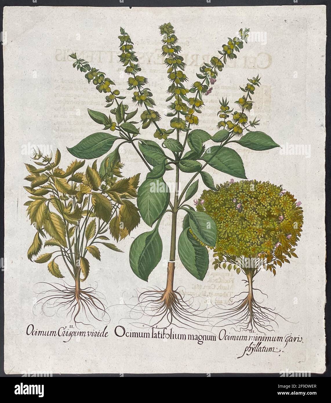 Ocimum Crispum viride, Ocimum latifolium magnum, Ocimum minimum caryophyllatum. Platte 516. Kunst von Basilius Besler (1561–1629) Stockfoto