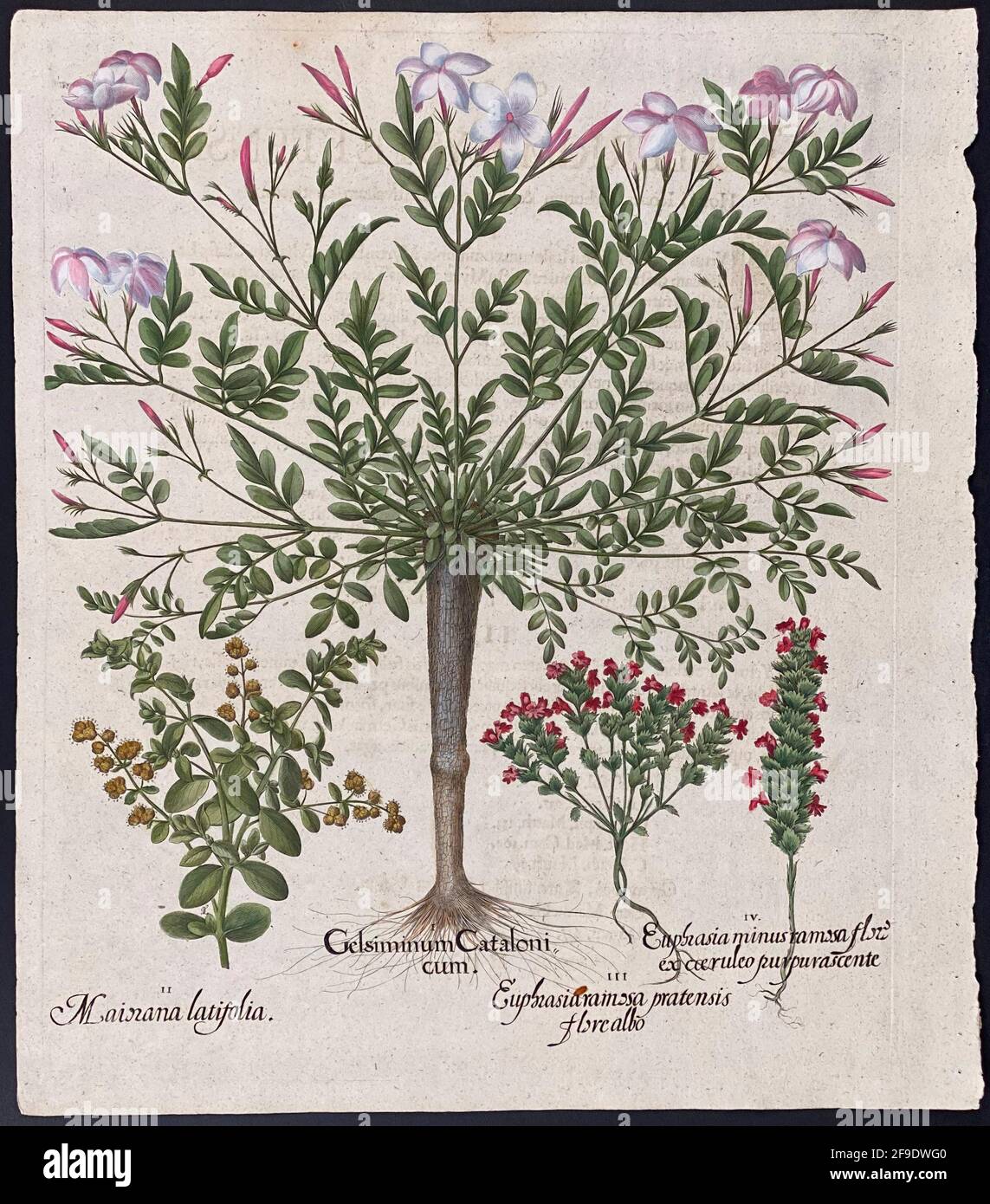 Jasmin, Marjoram, Eyebright; Gelsiminum Catalonicum, Majorana, Euphasia – Kunst von Basilius Besler (1561–1629) Stockfoto