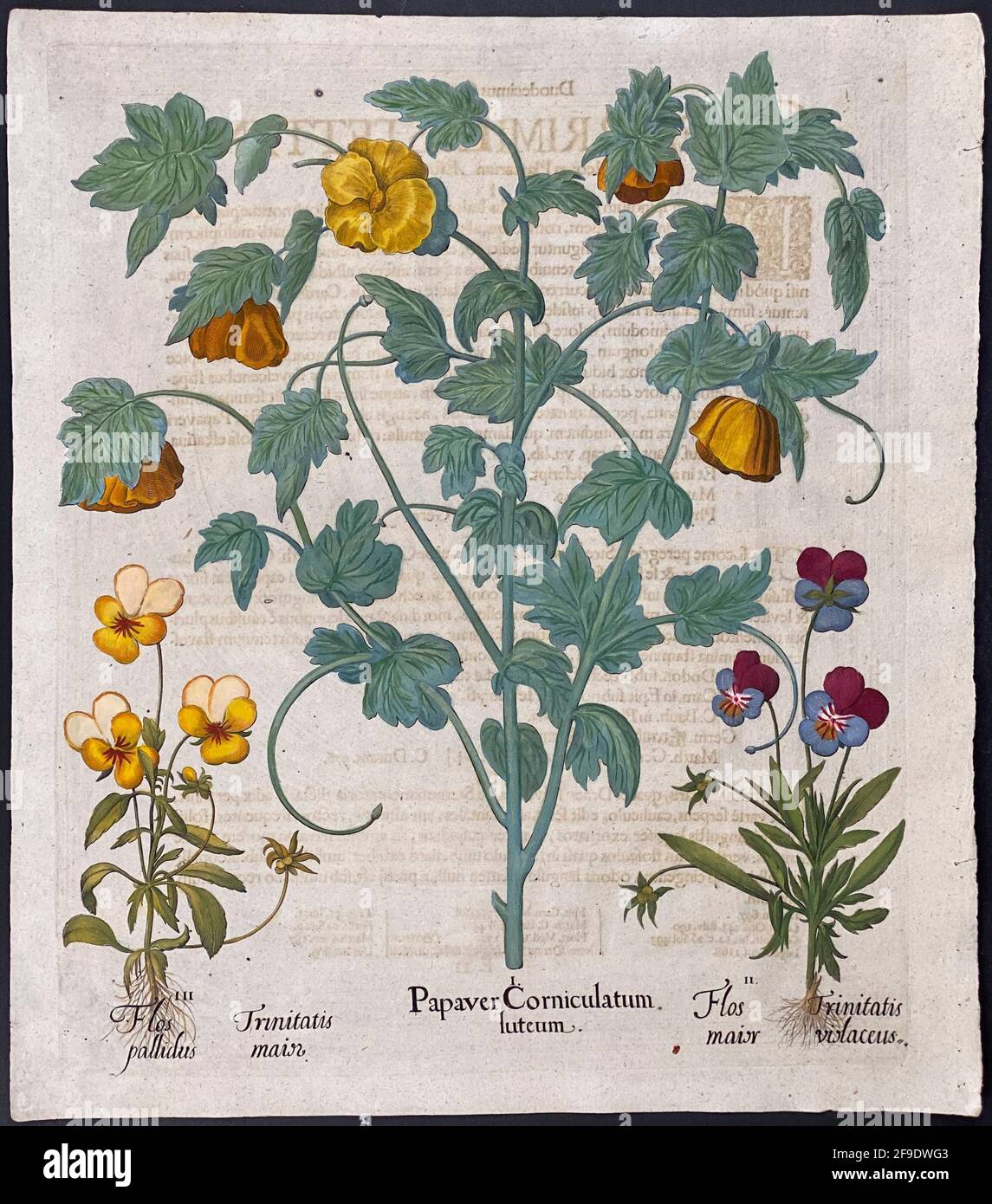Poppy, Pansy; Papaver Corniculatum, Flos Trinitatis – Kunst von Basilius Besler (1561–1629) Stockfoto