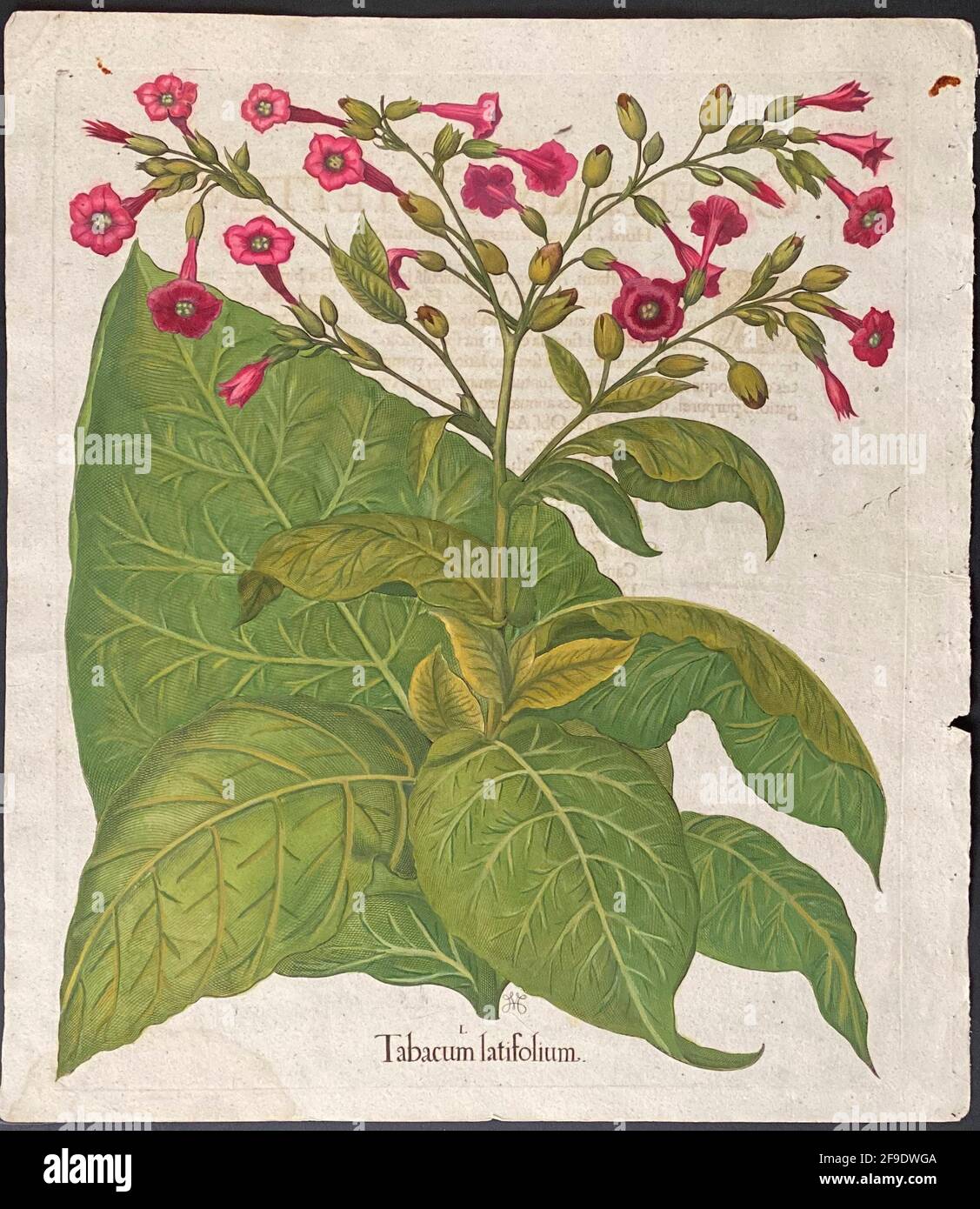 Tabakpflanze; Tabacum latifolium – Kunst von Basilius Besler (1561–1629) – großblättriger Tabak Stockfoto
